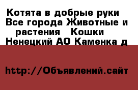 Котята в добрые руки - Все города Животные и растения » Кошки   . Ненецкий АО,Каменка д.